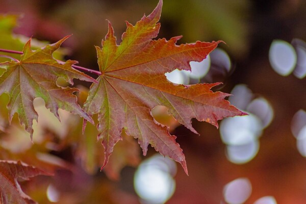 Acer platanoides 'Crimson Sentry' halfstam