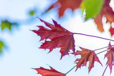 Acer plat. 'Crimson Sentry' halbstamm 6/8 120cm Stamm