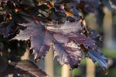 Acer plat. 'Crimson Sentry' halbstamm 6/8 120cm Stamm