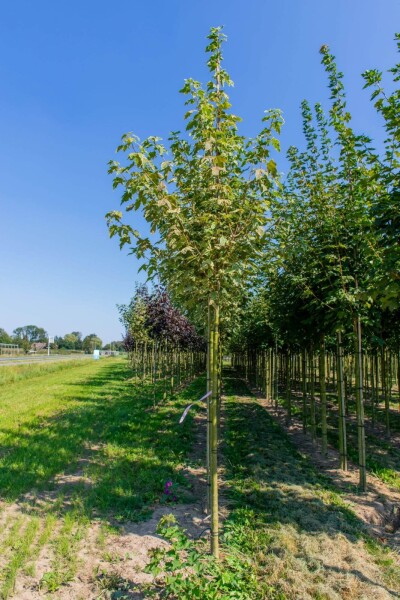 Acer platanoides 'Drummondii' hoogstam Acer platanoides 'Drummondii' hoogstam