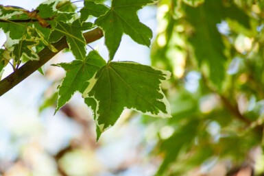 Acer platanoides 'Drummondii' hochstamm 4/6