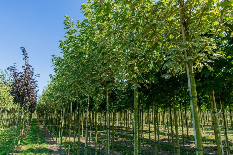 Acer platanoides 'Drummondii' HO 4/6 P/K Acer platanoides 'Drummondii' Hochstamm 4/6