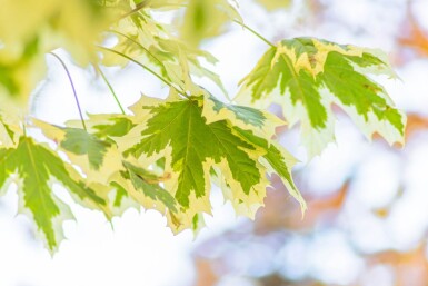 Acer platanoides 'Drummondii' hochstamm 4/6