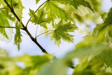 Acer platanoides 'Drummondii' hochstamm 4/6