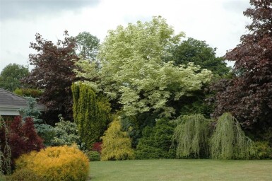 Acer platanoides 'Drummondii' hochstamm 4/6