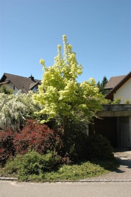 Acer platanoides 'Drummondii' hochstamm 4/6