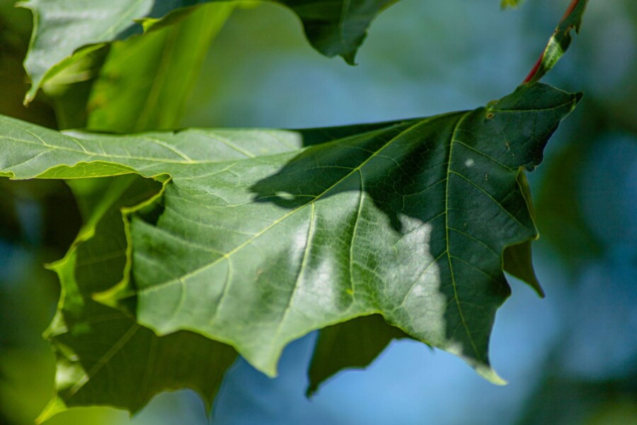 Acer 'Emerald Queen' HO 8/10 P/K Acer platanoides 'Emerald Queen' Hochstamm 8/10