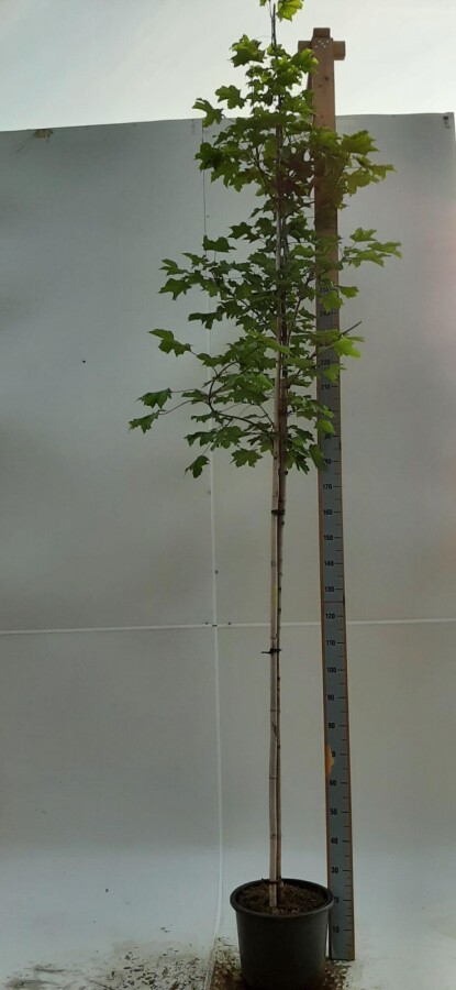 Acer 'Emerald Queen' HO 8/10 P/K Acer platanoides 'Emerald Queen' Hochstamm 8/10