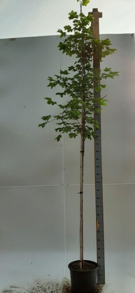 Acer platanoides 'Emerald Queen' Hochstamm Acer platanoides 'Emerald Queen' Hochstamm
