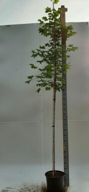 Acer 'Emerald Queen' HO 8/10 P/K Acer platanoides 'Emerald Queen' Hochstamm 8/10