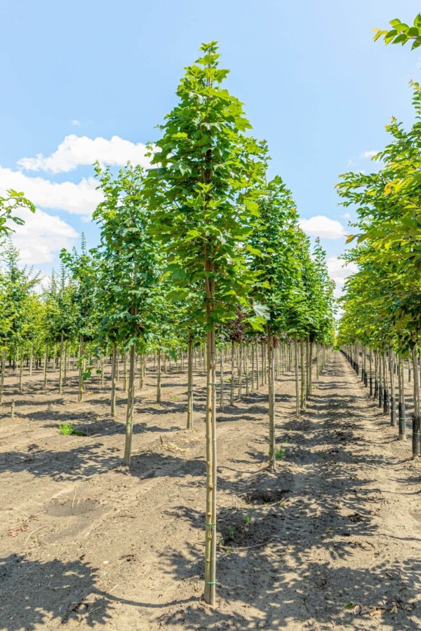 Acer 'Emerald Queen' HO 8/10 P/K Acer platanoides 'Emerald Queen' Hochstamm 8/10