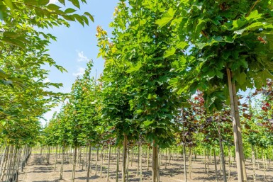 Acer 'Emerald Queen' HO 8/10 P/K Acer platanoides 'Emerald Queen' Hochstamm 8/10