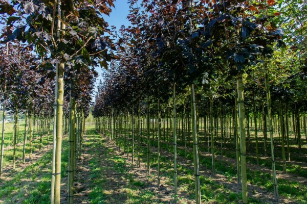 Acer platanoides 'Faassen's Black'