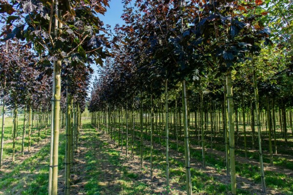 Acer platanoides 'Faassen's Black' Acer platanoides 'Faassen's Black'