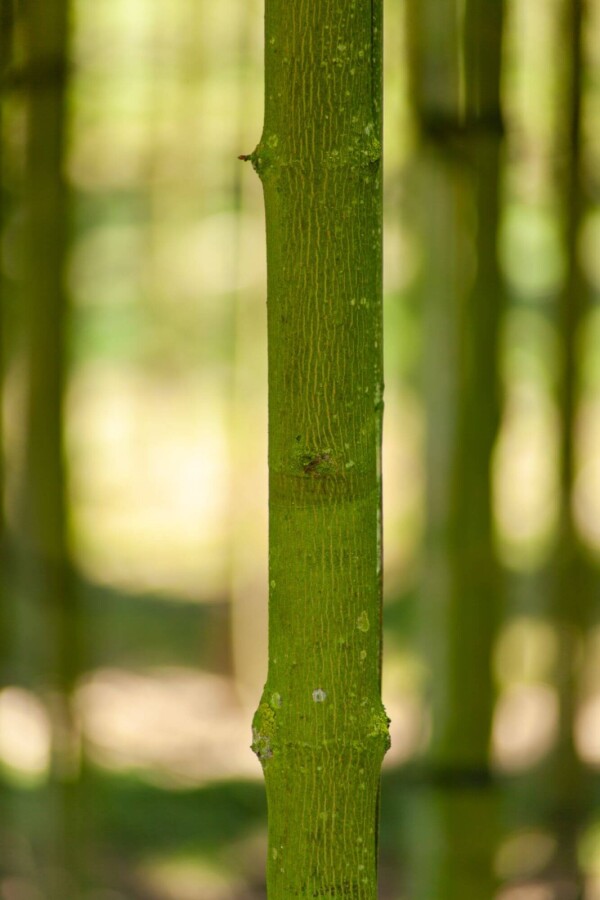 Acer 'Faassen's Black' Acer platanoides 'Faassen's Black'