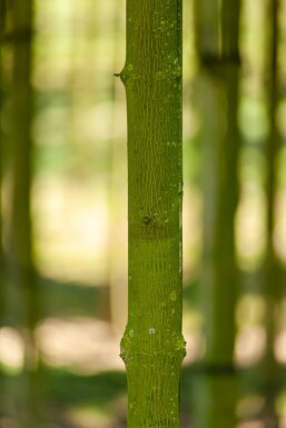 Acer platanoides 'Faassen's Black'