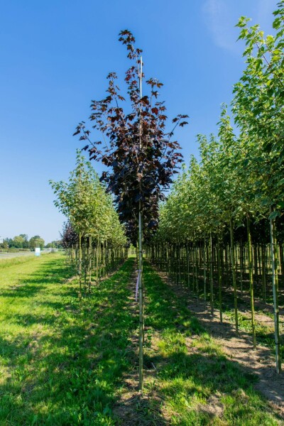 Acer platanoides 'Faassen's Black' hoogstam