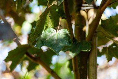 Acer platanoides 'Faassen's Black' hochstamm 10/12