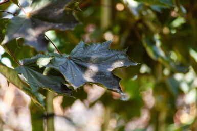 Acer platanoides 'Faassen's Black' hochstamm 10/12