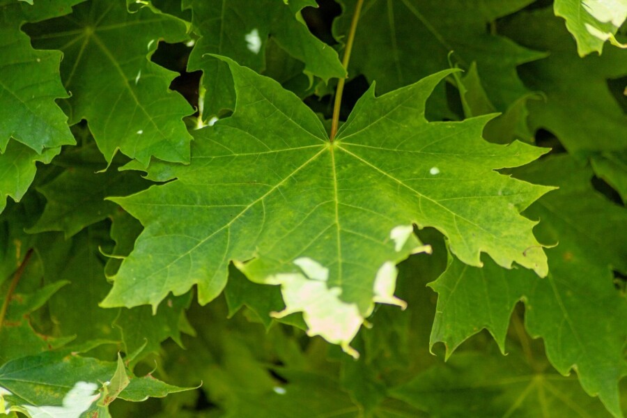 Acer 'Globosum' HO6/8 180 P/K Acer platanoides 'Globosum' Hochstamm 6/8 180cm Stamm