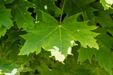 Bolesdoorn Acer platanoides 'Globosum' Hoogstam stamomtrek 6-8 stamhoogte 180 P Acer platanoides 'Globosum' hoogstam 6/8 180cm stam