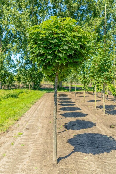 Acer platanoides 'Globosum' hoogstam