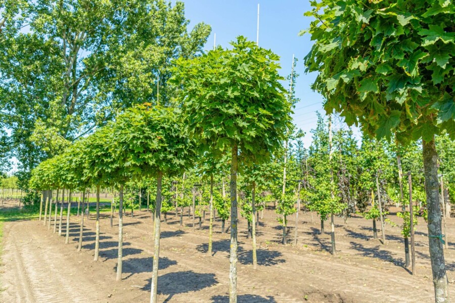 Bolesdoorn Acer platanoides 'Globosum' Hoogstam stamomtrek 6-8 stamhoogte 180 P Acer platanoides 'Globosum' hoogstam 6/8 180cm stam