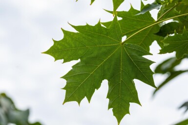 Acer platanoides 'Globosum' hochstamm 8/10 180cm Stamm