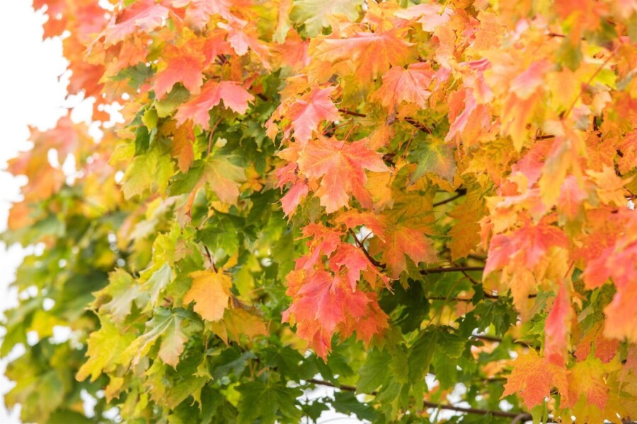 Bolesdoorn Acer platanoides 'Globosum' Hoogstam stamomtrek 6-8 stamhoogte 180 P Acer platanoides 'Globosum' hoogstam 6/8 180cm stam