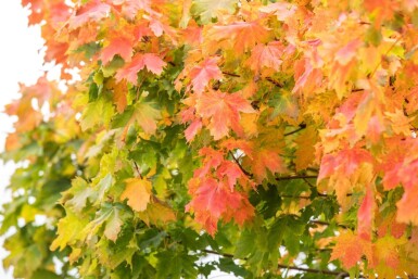 Bolesdoorn Acer platanoides 'Globosum' Hoogstam stamomtrek 6-8 stamhoogte 180 P Acer platanoides 'Globosum' hoogstam 6/8 180cm stam