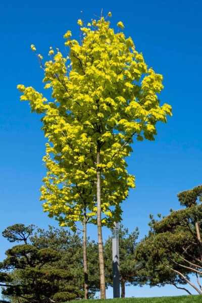 Acer platanoides 'Princeton Gold' hoogstam Acer platanoides 'Princeton Gold' hoogstam