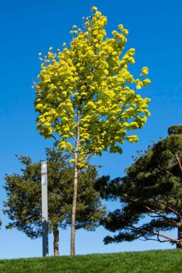 Acer 'Princeton Gold' HO 10/12 P/K Acer platanoides 'Princeton Gold' Hochstamm 10/12