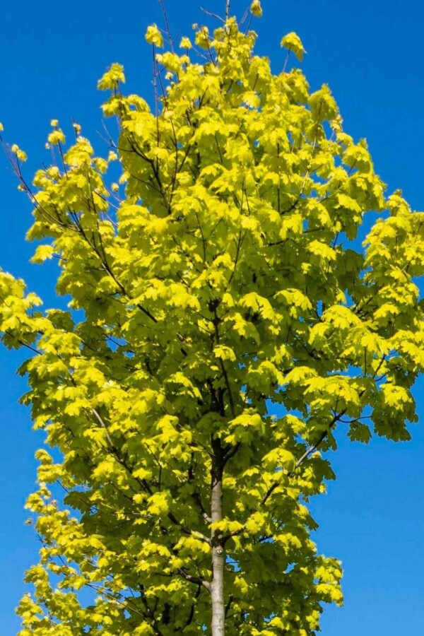 Acer 'Princeton Gold' HO 10/12 P/K Acer platanoides 'Princeton Gold' Hochstamm 10/12