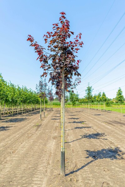 Acer platanoides 'Royal Red'