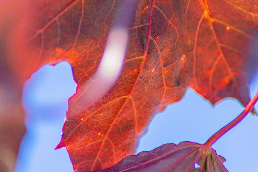 Acer platanoides 'Royal Red' Acer platanoides 'Royal Red'