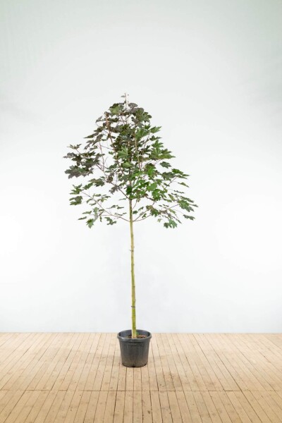 Acer platanoides 'Royal Red' hoogstam Acer platanoides 'Royal Red' hoogstam