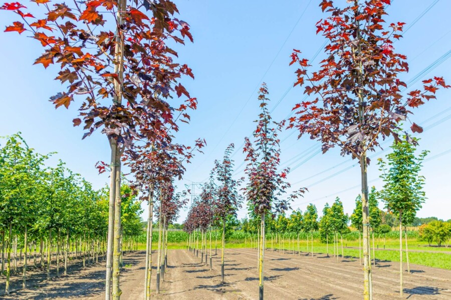 Acer platanoides 'Royal Red' HO 6/8 P/K Acer platanoides 'Royal Red' Hochstamm 6/8