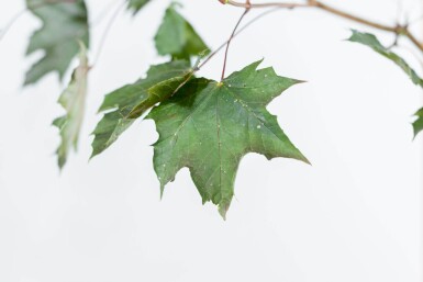 Acer platanoides 'Royal Red' hochstamm 6/8