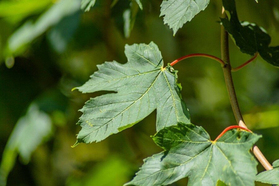 Acer pseudoplatanus HO 10/12 P/K Acer pseudoplatanus Hochstamm 10/12