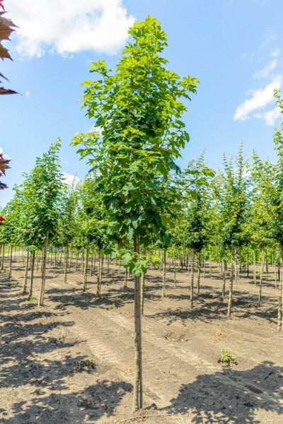 Acer pseudoplatanus hoogstam Acer pseudoplatanus hoogstam