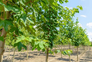 Acer pseudoplatanus hochstamm 10/12