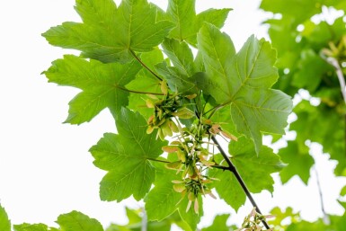 Acer pseudoplatanus hochstamm 10/12