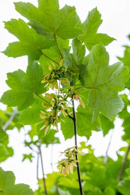 Acer pseudoplatanus hochstamm 10/12