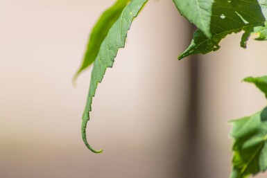 Acer pseudoplatanus mehrstämmig 200-250