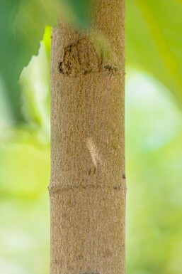 Acer pseudoplatanus mehrstämmig 200-250