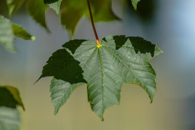 Acer pseudoplatanus 'Bruchem'