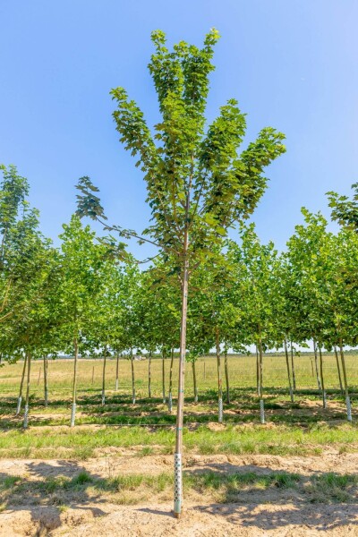 Acer pseudoplatanus 'Bruchem' hoogstam Acer pseudoplatanus 'Bruchem' hoogstam