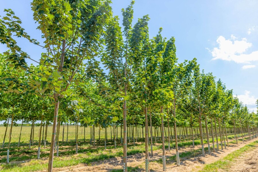 Acer pseudoplatanus Bruchem HO10/12 P/K Acer pseudoplatanus 'Bruchem' Hochstamm 10/12