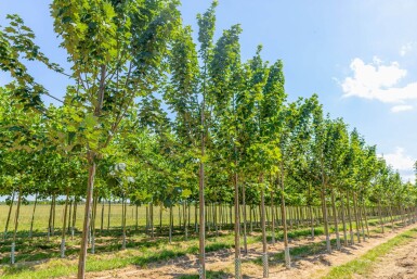 Acer pseudoplatanus Bruchem HO10/12 P/K Acer pseudoplatanus 'Bruchem' Hochstamm 10/12