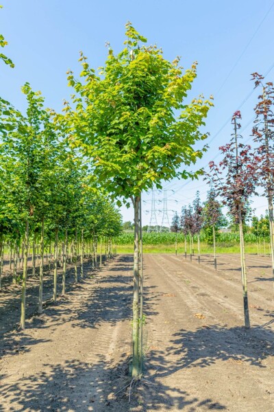 Acer rubrum hochstamm